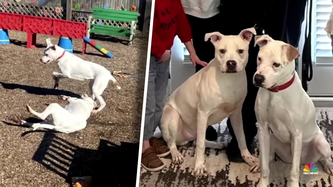 A split-screen image showing two white dogs playing in a yard on the left, and the same two white dogs sitting side-by-side indoors next to their family on the right.