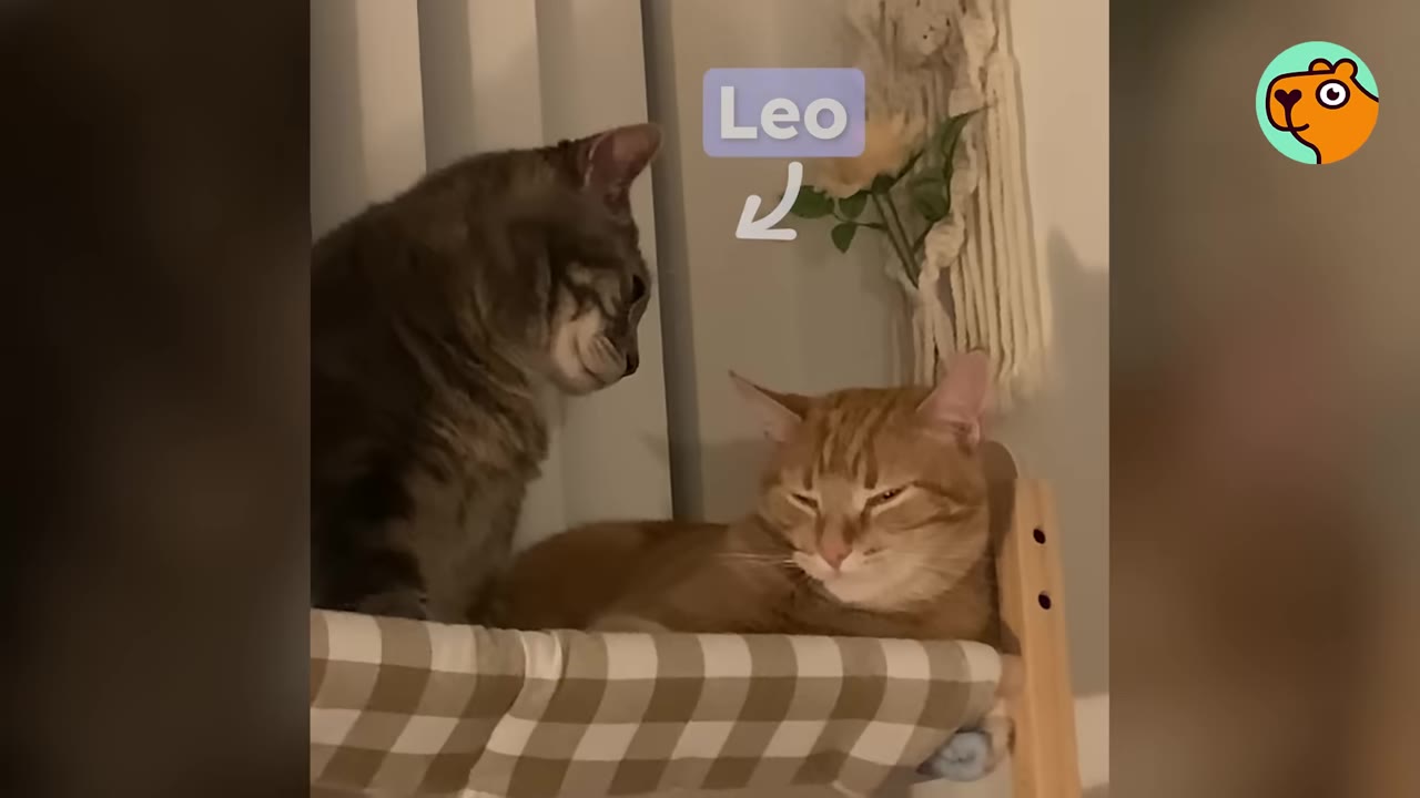 A tabby cat looks down at an orange cat named Leo resting on a checkered pet bed.