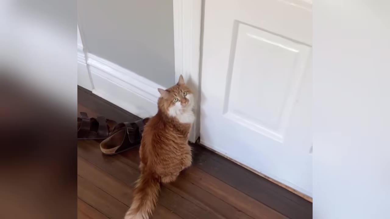 An orange and white fluffy cat sitting upright on a wooden floor next to a white door, looking up towards the camera.