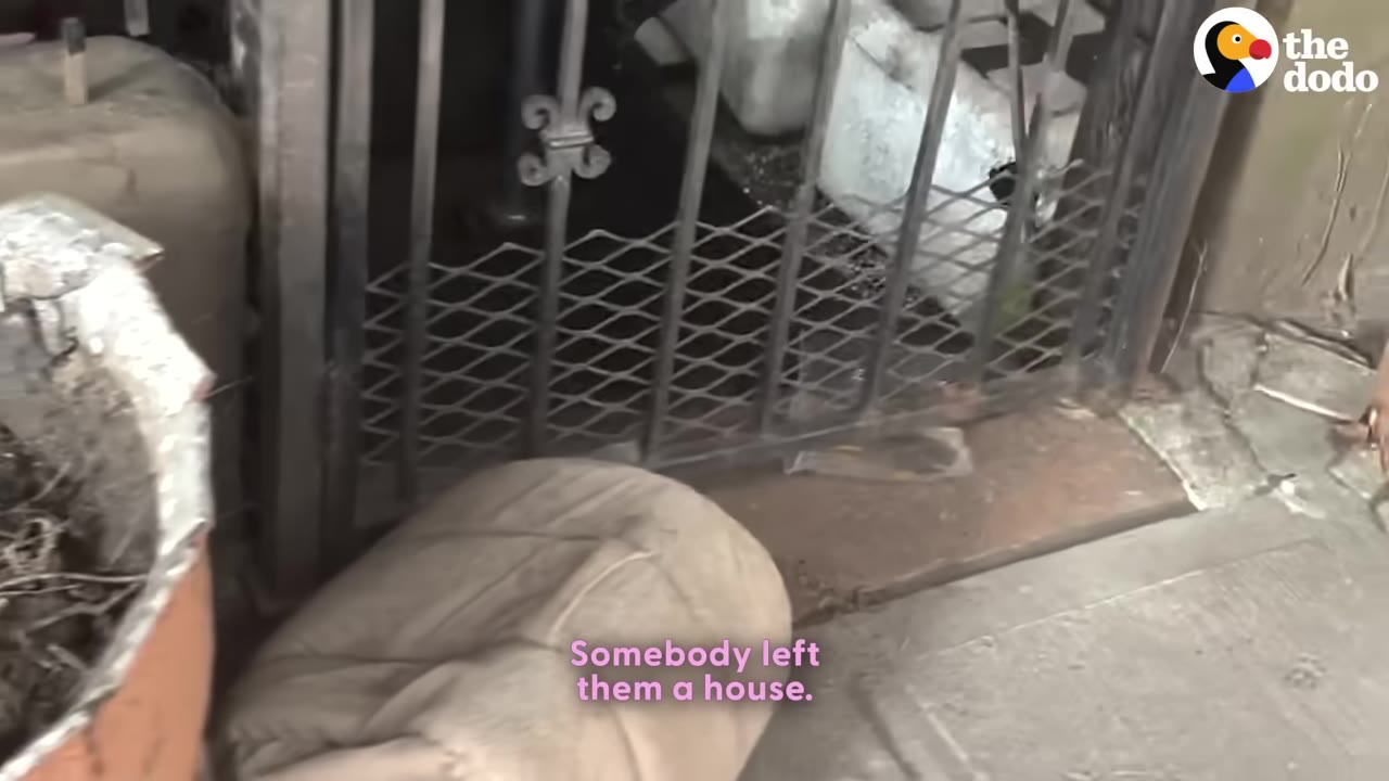 A small fabric cat shelter placed on the ground next to a metal gate, with a subtitle that reads 'Somebody left them a house.'