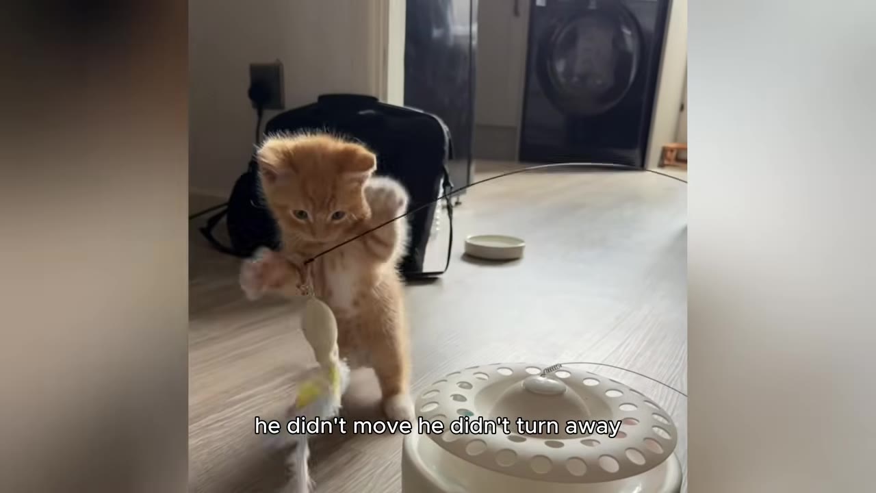 An orange tabby kitten stands on its hind legs on a wooden floor, batting at a feather toy attached to a wire.