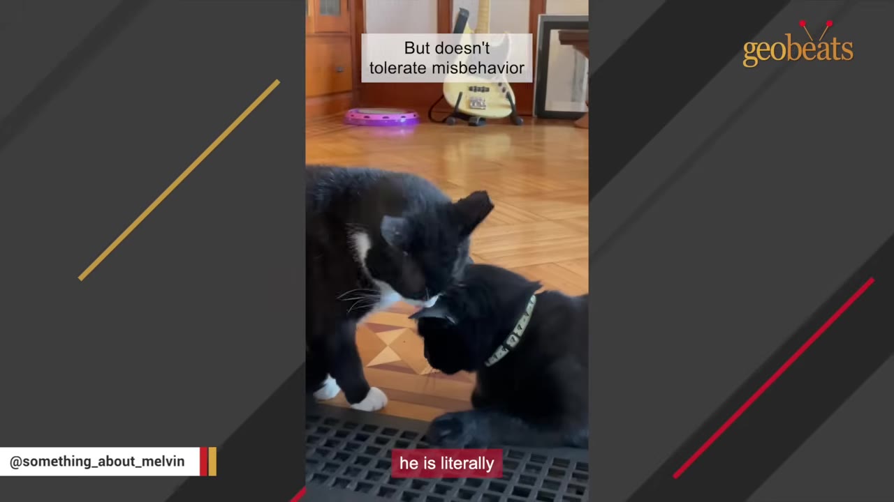 A black and white cat stands on a wooden floor and gently grooms the head of a black cat lying down in front of it.