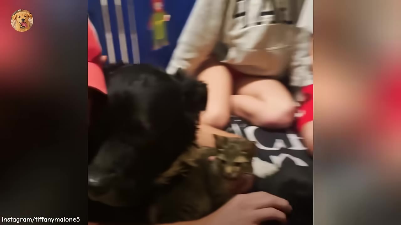 A small tabby kitten sits close to a large black dog, with family members sitting nearby in the background.
