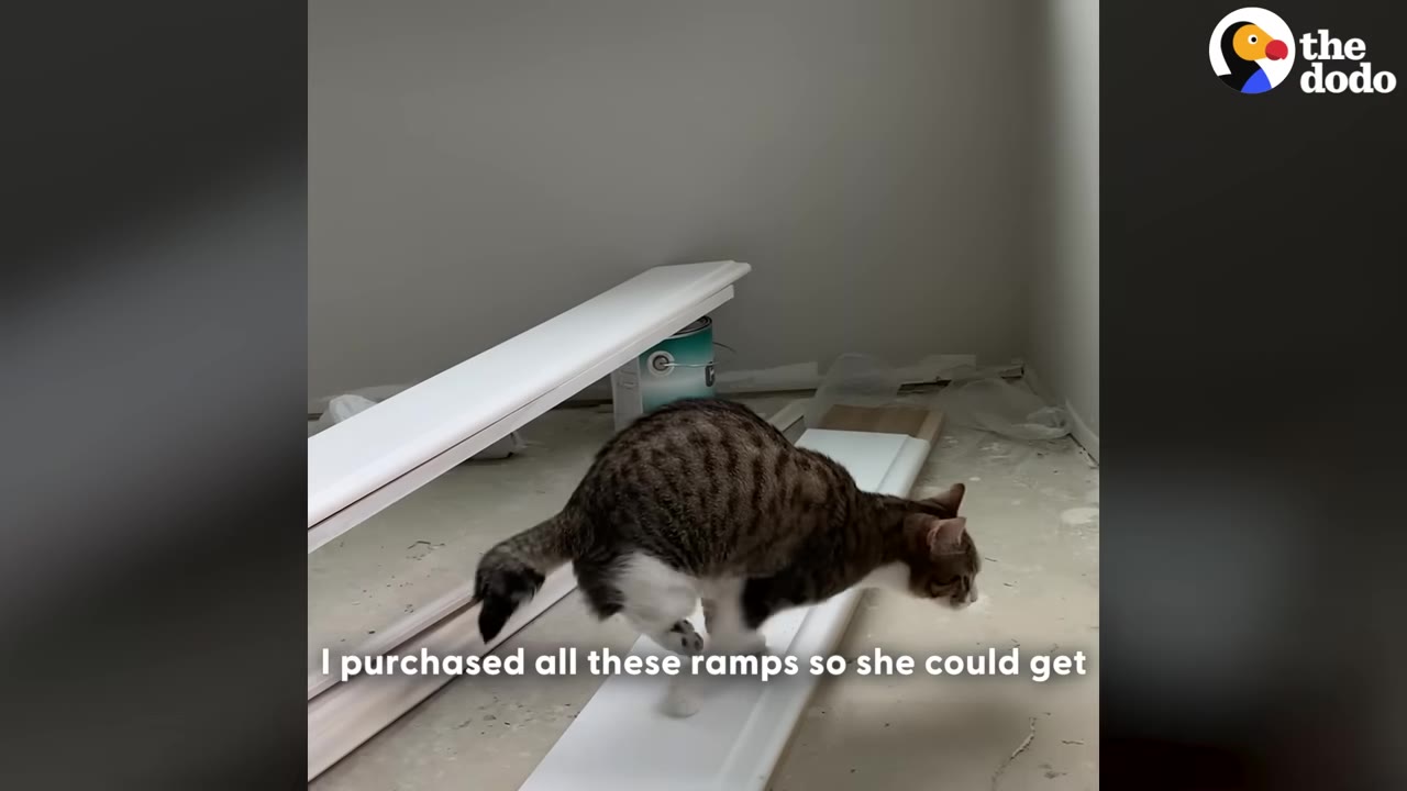 A tabby and white cat walks along a white ramp on the floor of a room under construction.