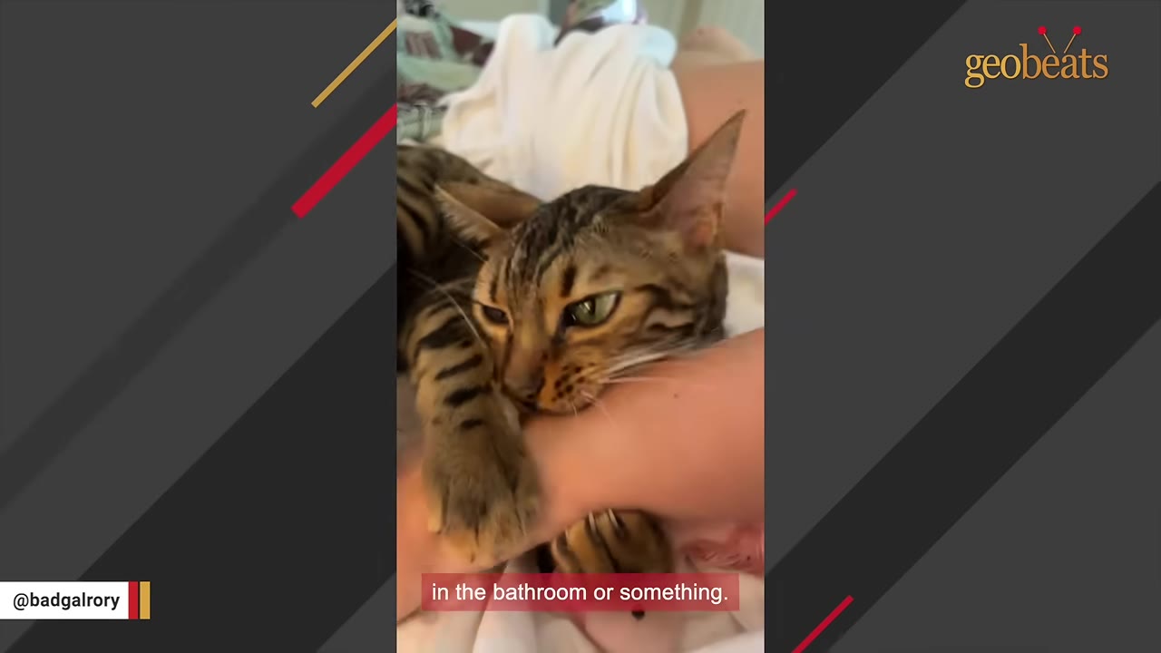 A Bengal cat named Rory biting and holding onto a person's arm with its paws.