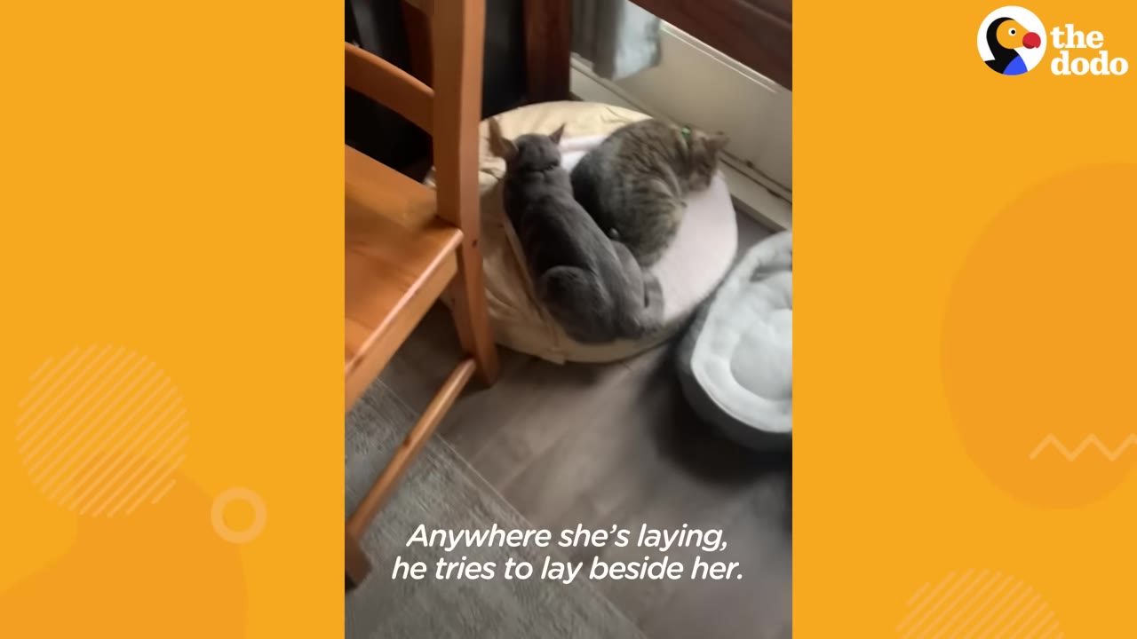 A grey cat squeezes onto a small round pet bed next to a tabby cat who is curled up.