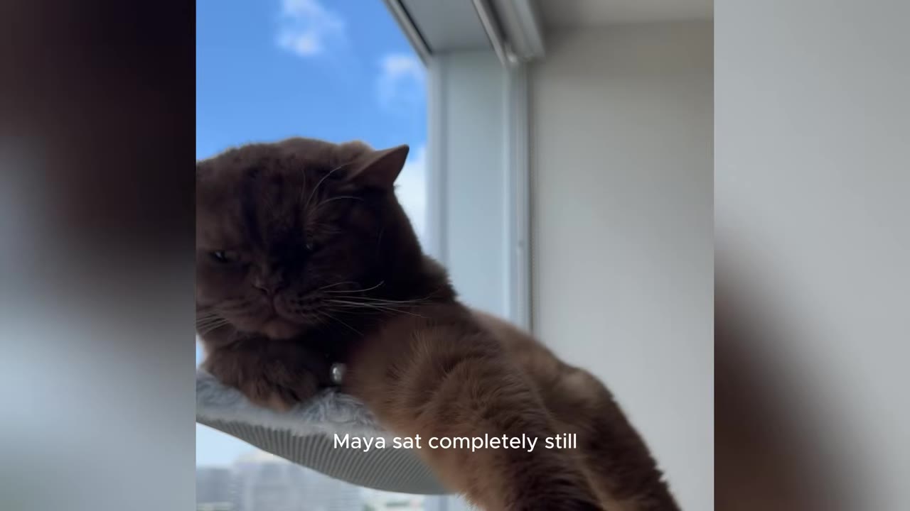A fluffy brown cat named Maya sitting completely still on a high perch near a window with a blue sky visible outside.