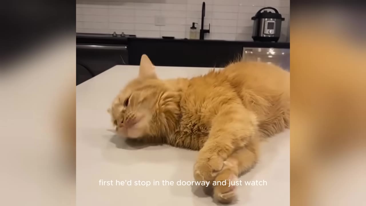 An orange tabby cat lies relaxed on its side on a white kitchen countertop, looking towards the camera.