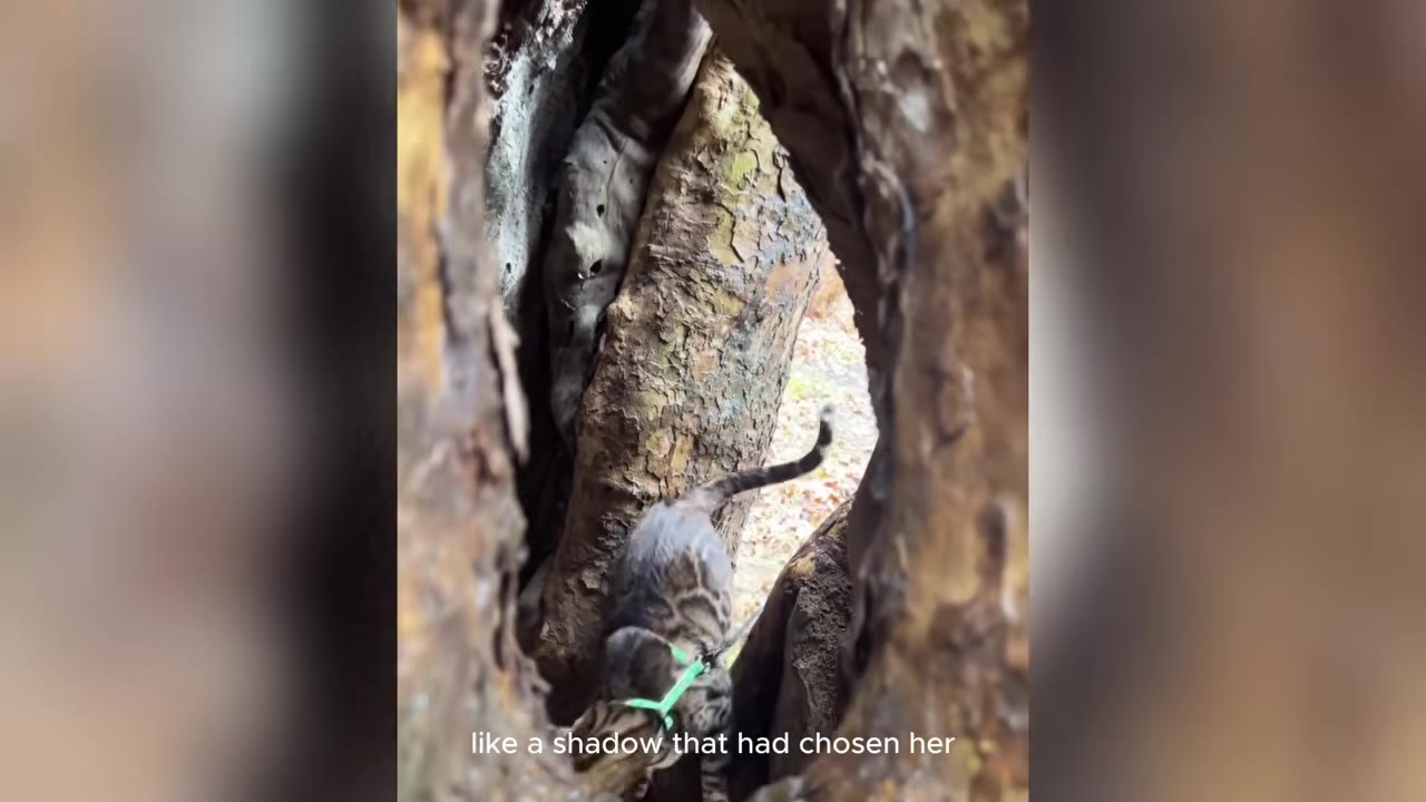 A Bengal cat wearing a green harness climbs inside the hollow trunk of a large tree.