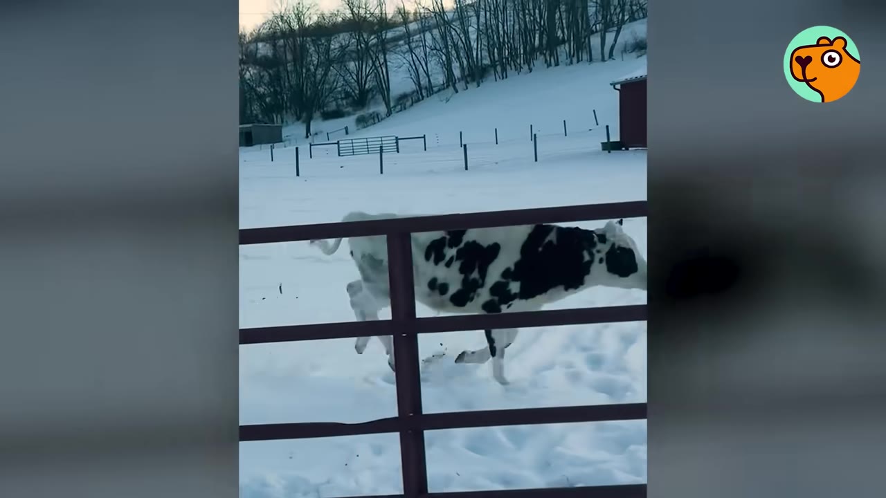 A black and white cow running energetically through a snowy field behind a fence.