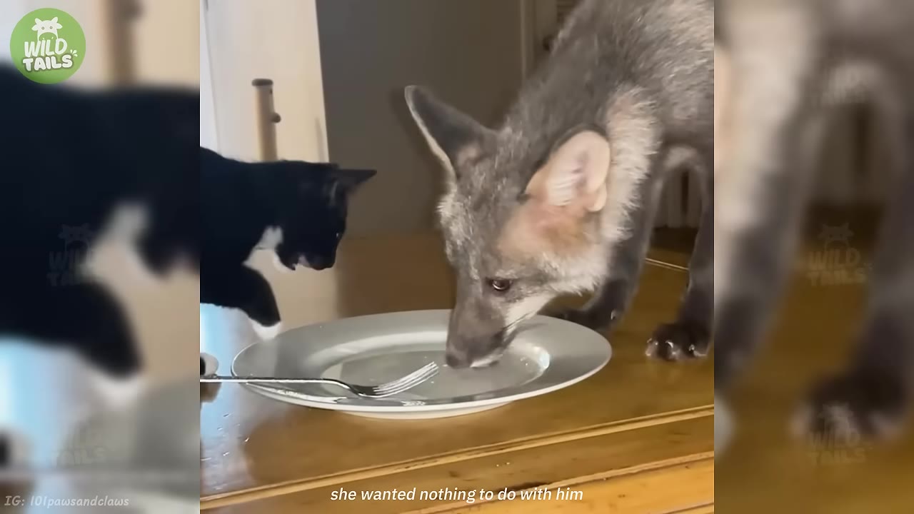 A black and white kitten stands on a wooden table, looking warily at a young fox that is licking a white plate next to a fork.