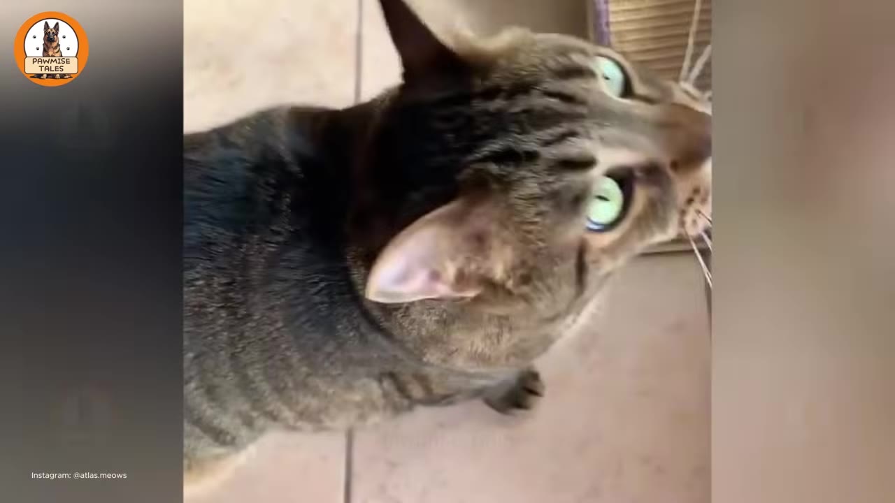 A close-up of a tabby cat looking up with wide, alert green eyes.