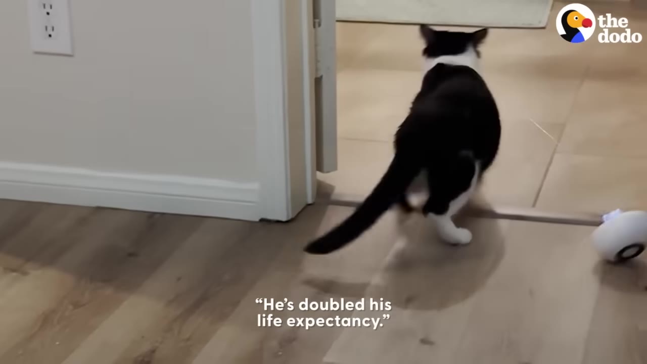 A black and white cat walks through a doorway on a wooden floor.