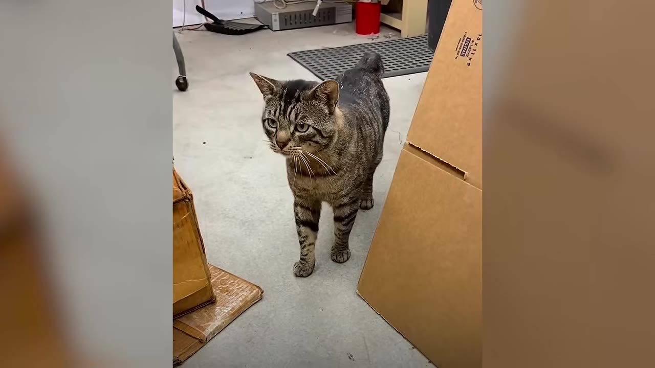 A tabby cat stands on a concrete floor in a workshop surrounded by cardboard boxes.