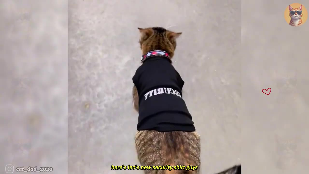 A tabby cat seen from behind wearing a black t-shirt with the word 'SECURITY' printed on the back.