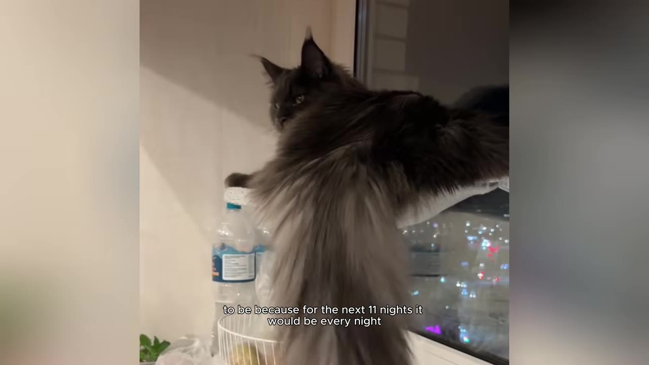 A large, fluffy grey Maine Coon cat rests on a window perch at night, looking out at the city lights.