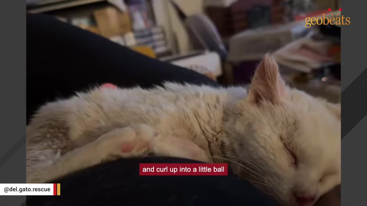 A fluffy white cat sleeping peacefully on a person's lap indoors.