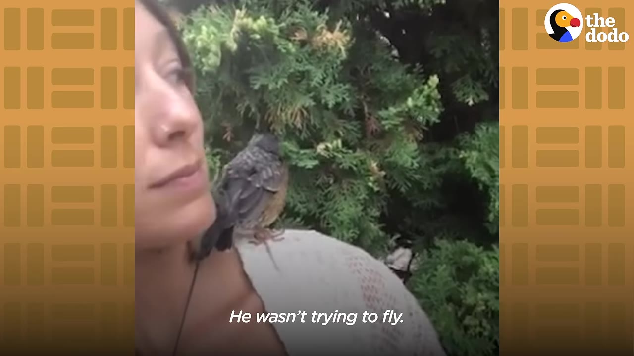 A small bird perched on a woman's shoulder with green foliage in the background and a subtitle that reads, 'He wasn't trying to fly.'