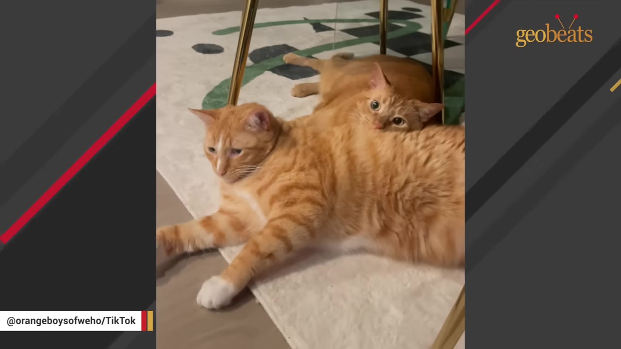 Two orange tabby cats lying together on a white rug under a chair.