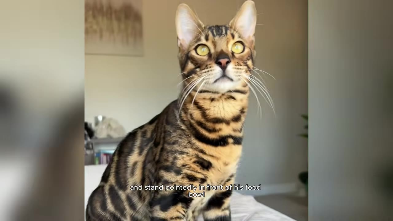 A Bengal cat sitting upright and looking forward with wide eyes, with text at the bottom reading 'and stand pointedly in front of his food bowl'.