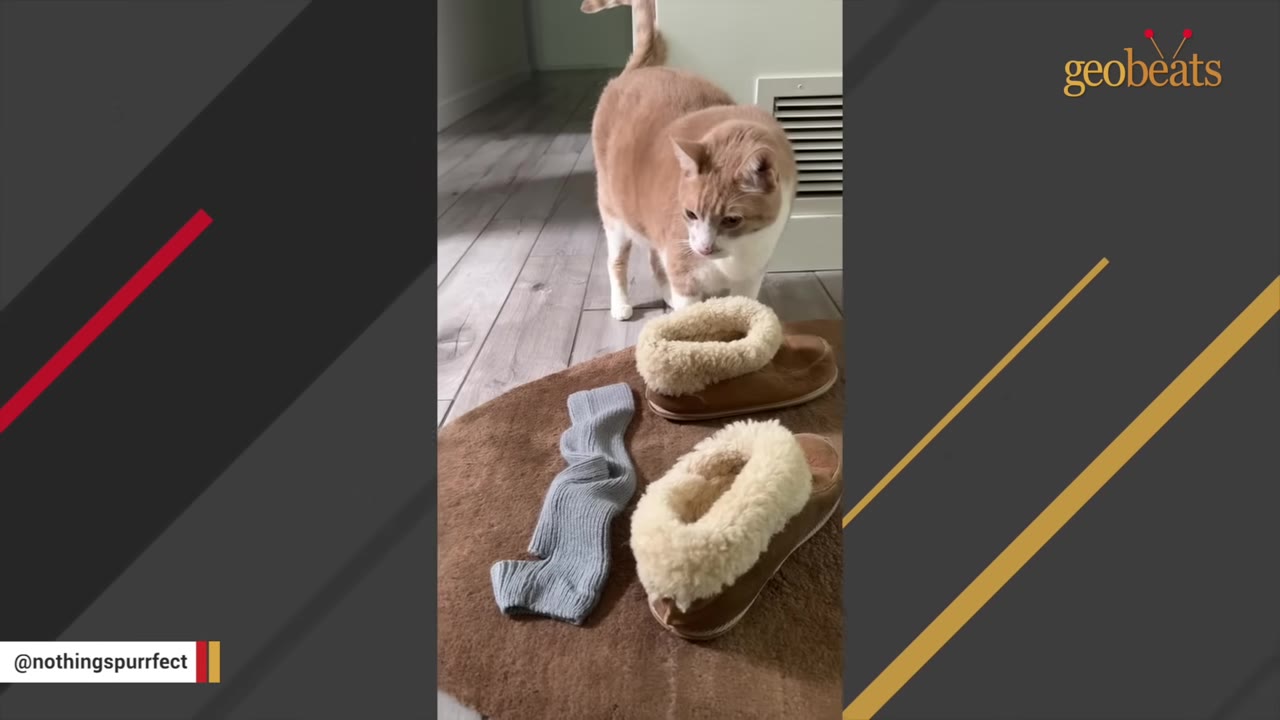 An orange and white cat stands near a brown mat holding a pair of fleece-lined slippers and a grey knit sock.