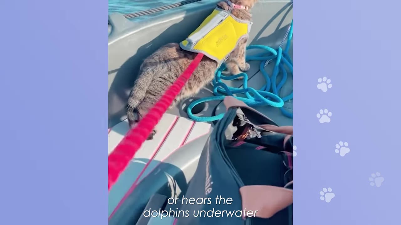 A tabby cat wearing a yellow life vest stands on the deck of a boat near blue ropes, looking out at the water.