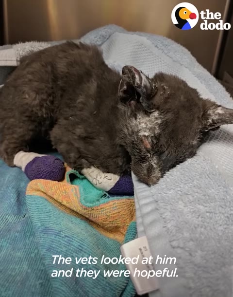 A small, singed grey kitten lies curled up on a blue towel with bandages wrapped around its front paws.