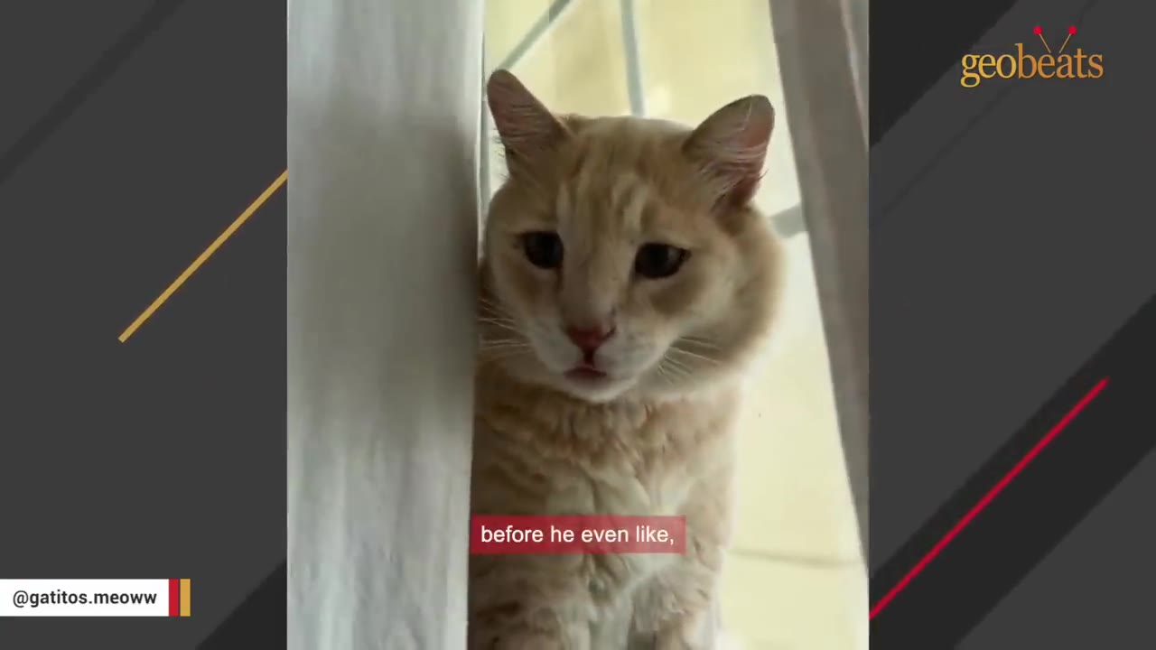 A light orange cat peers out from behind a white curtain indoors, looking forward with a soft expression.