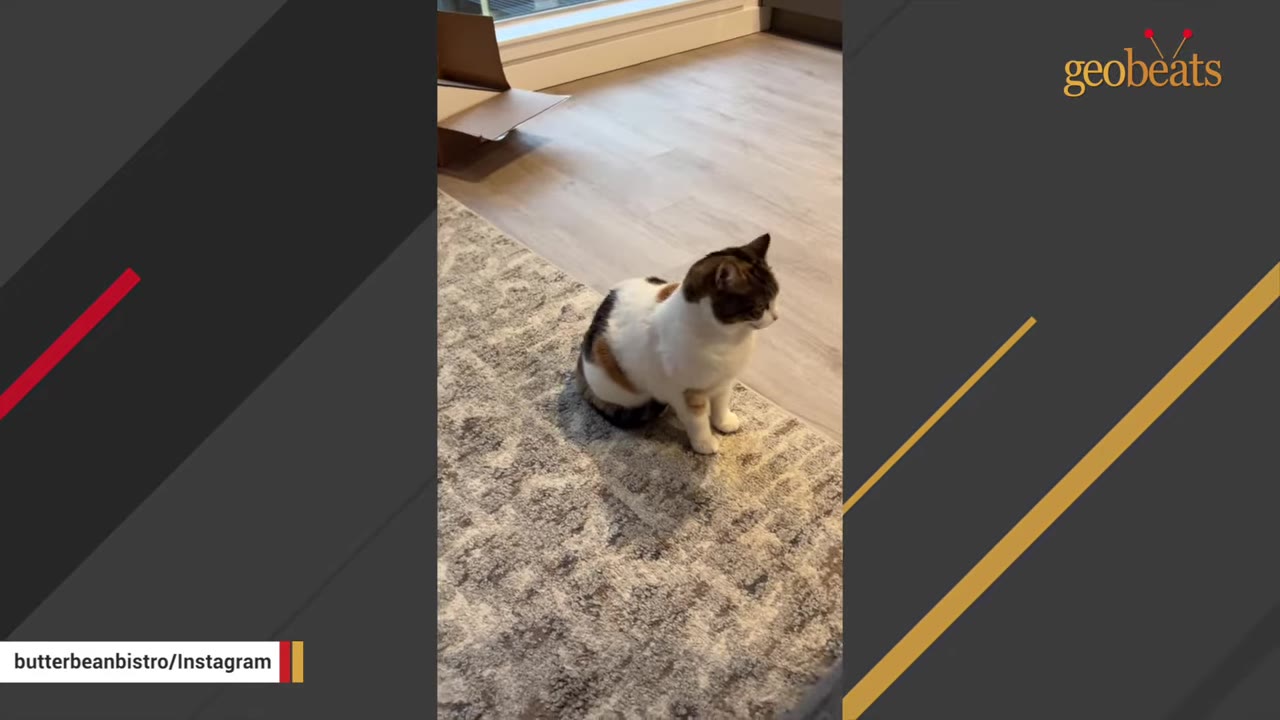 A calico and white cat sitting calmly on a patterned rug in a bright room.