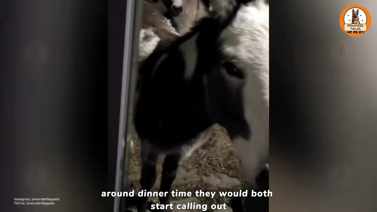 A close-up shot of a black and white cow and a donkey standing side-by-side indoors, looking towards the camera.