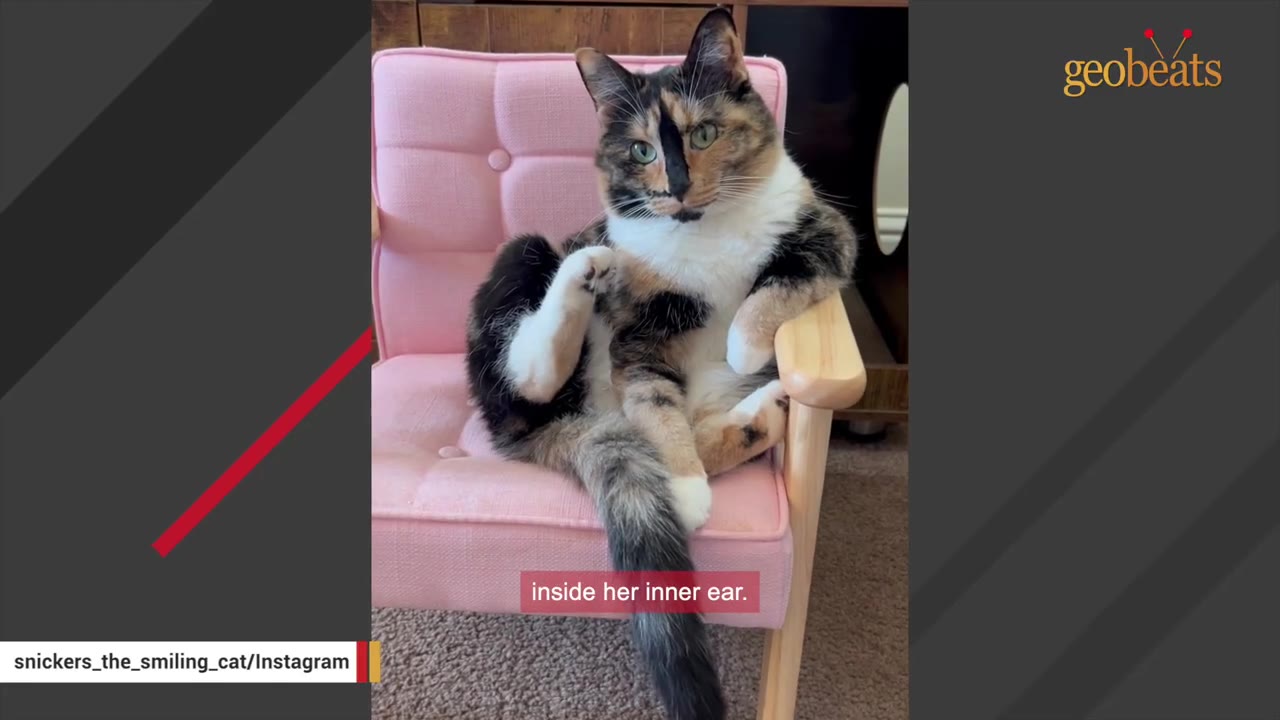 A calico cat sits upright on a small pink armchair, looking directly at the camera.