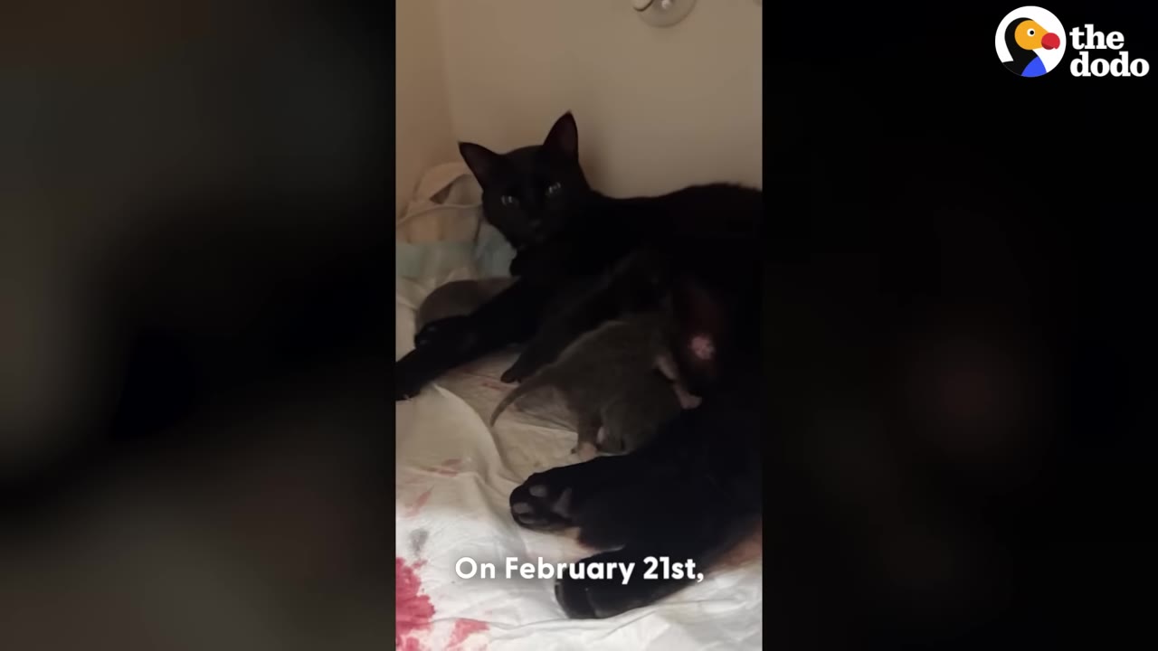 A black cat named Athena lies on a white blanket with her newborn kittens.