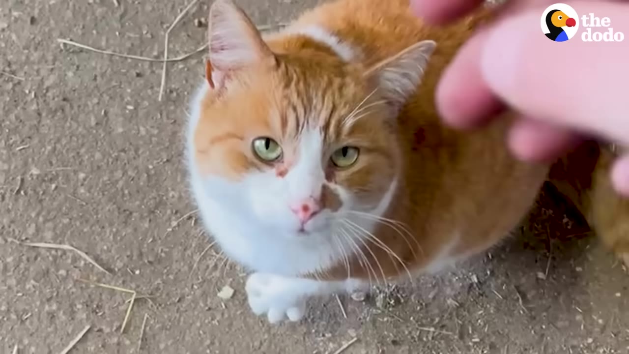 An orange and white cat looks up calmly at a hand reaching toward it.