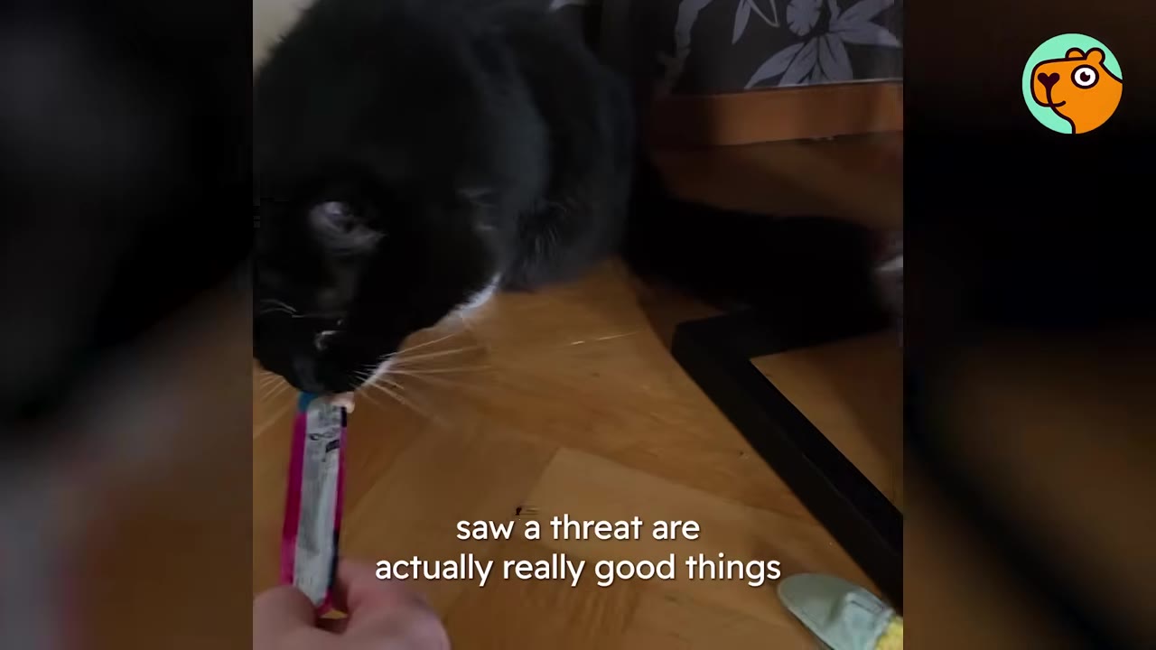A person's hand feeds a liquid treat from a tube to a black and white cat.