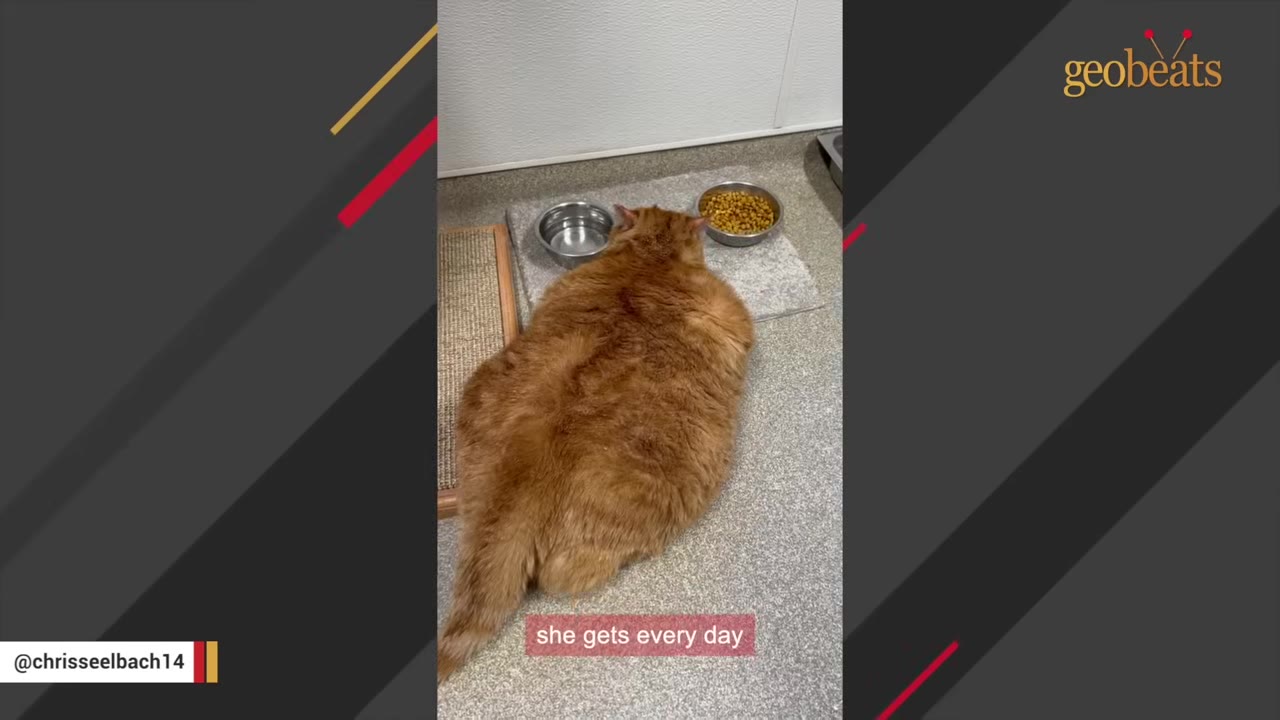 An obese orange cat lies on the floor next to a metal water bowl and a metal bowl filled with dry cat food.