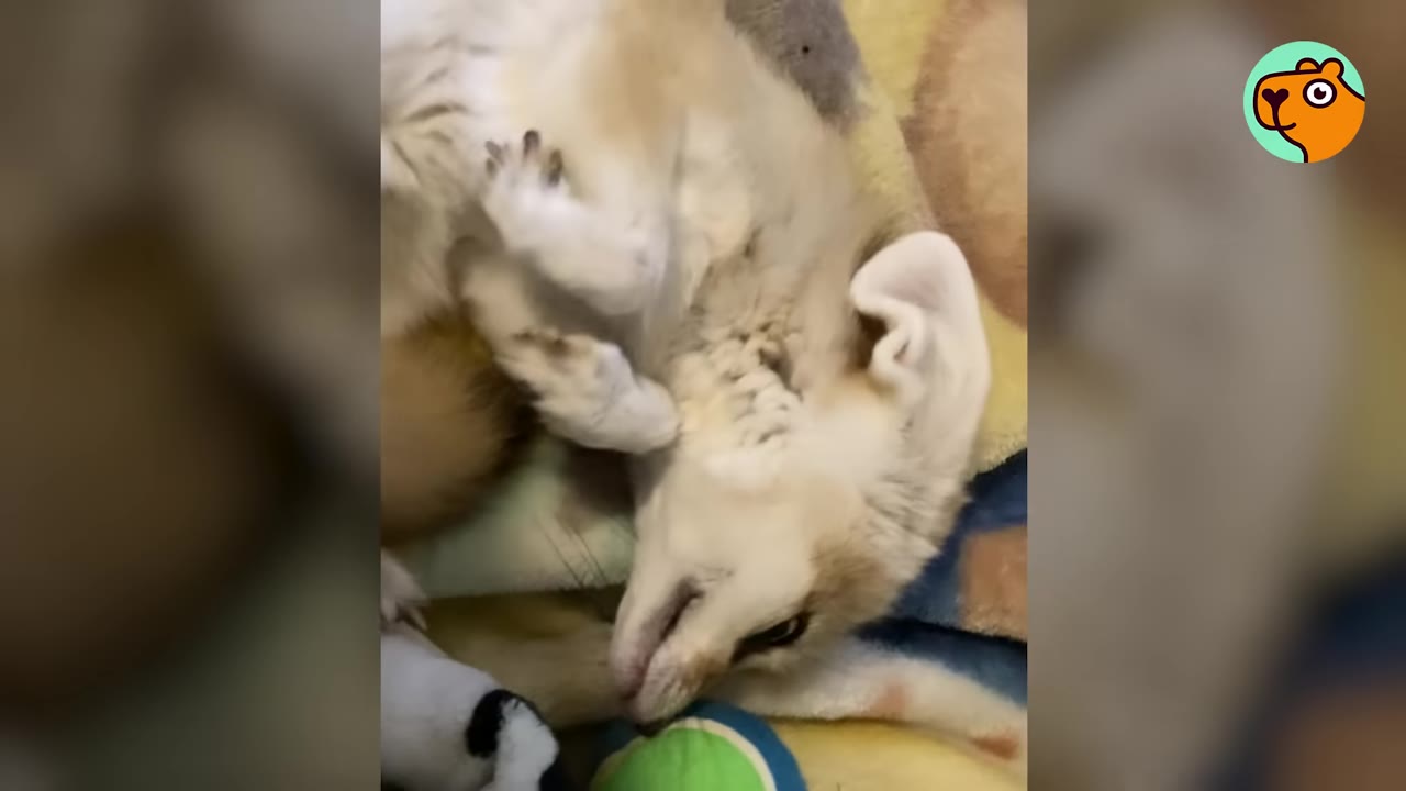 A playful fennec fox rolling on its back on a colorful blanket.