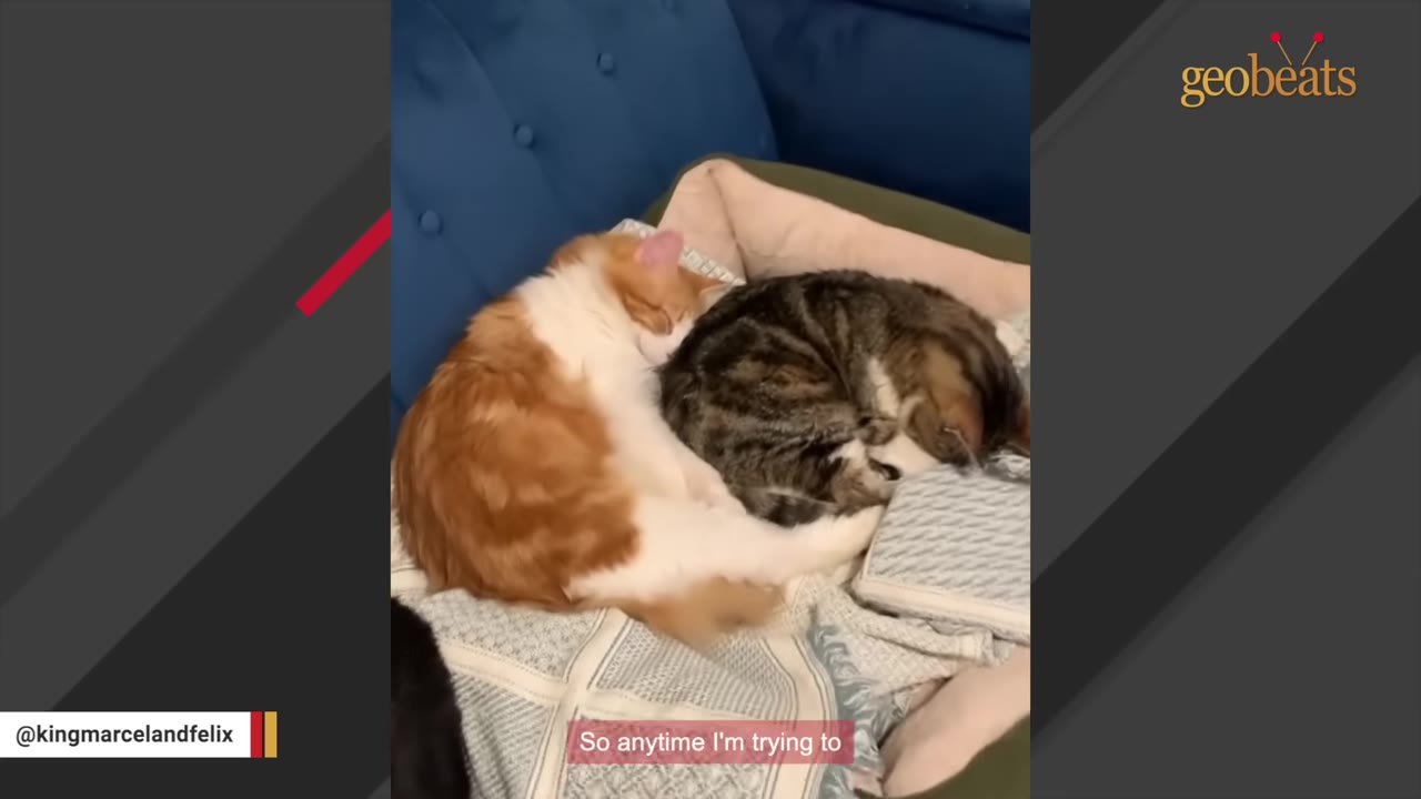 An orange and white cat and a tabby cat curled up together, sleeping soundly on a blanket on a blue couch.