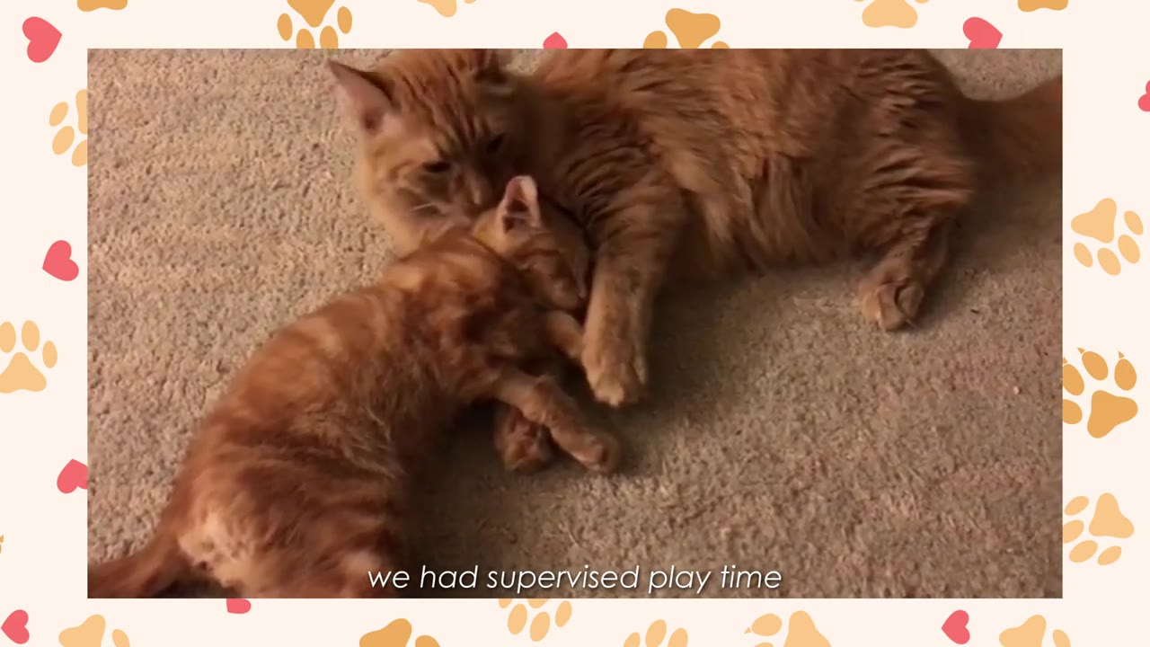 An adult orange tabby cat and a smaller orange kitten lie together on a carpeted floor, gently interacting.