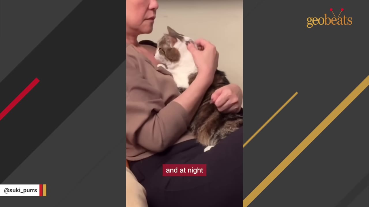 A close-up shot of a woman holding a brown and white cat close to her chest, gently petting its head.