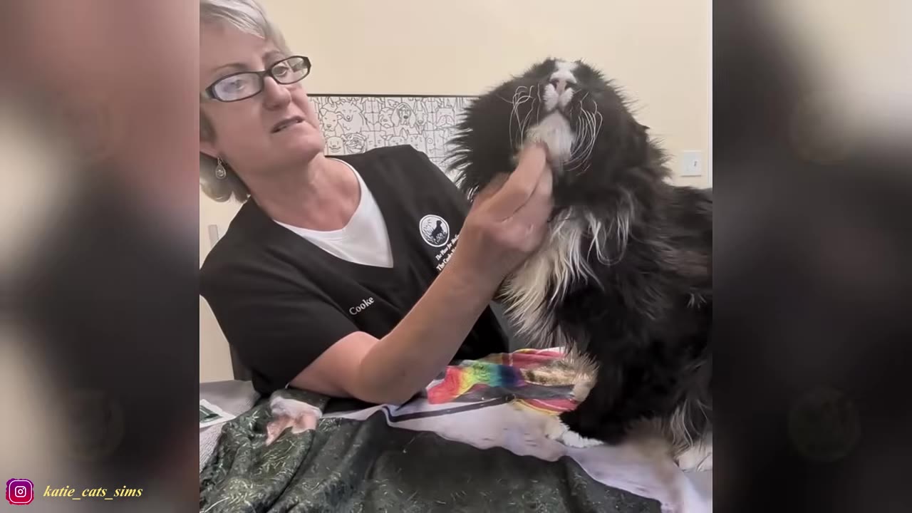 A veterinary professional wearing glasses and black scrubs gently scratches the chin of a fluffy black and white cat.