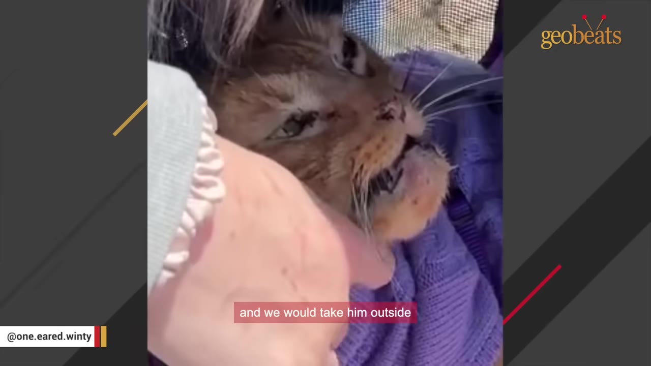 A close-up of an orange cat's face showing a prominent, swollen mass on its lower jaw as a hand gently holds its chin.
