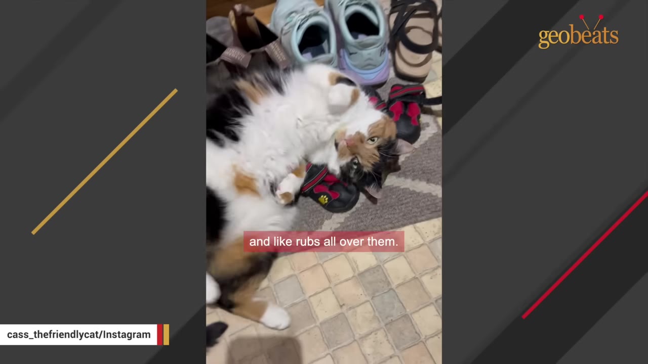 A calico cat lying on its back on a rug next to several pairs of shoes, looking up at the camera.
