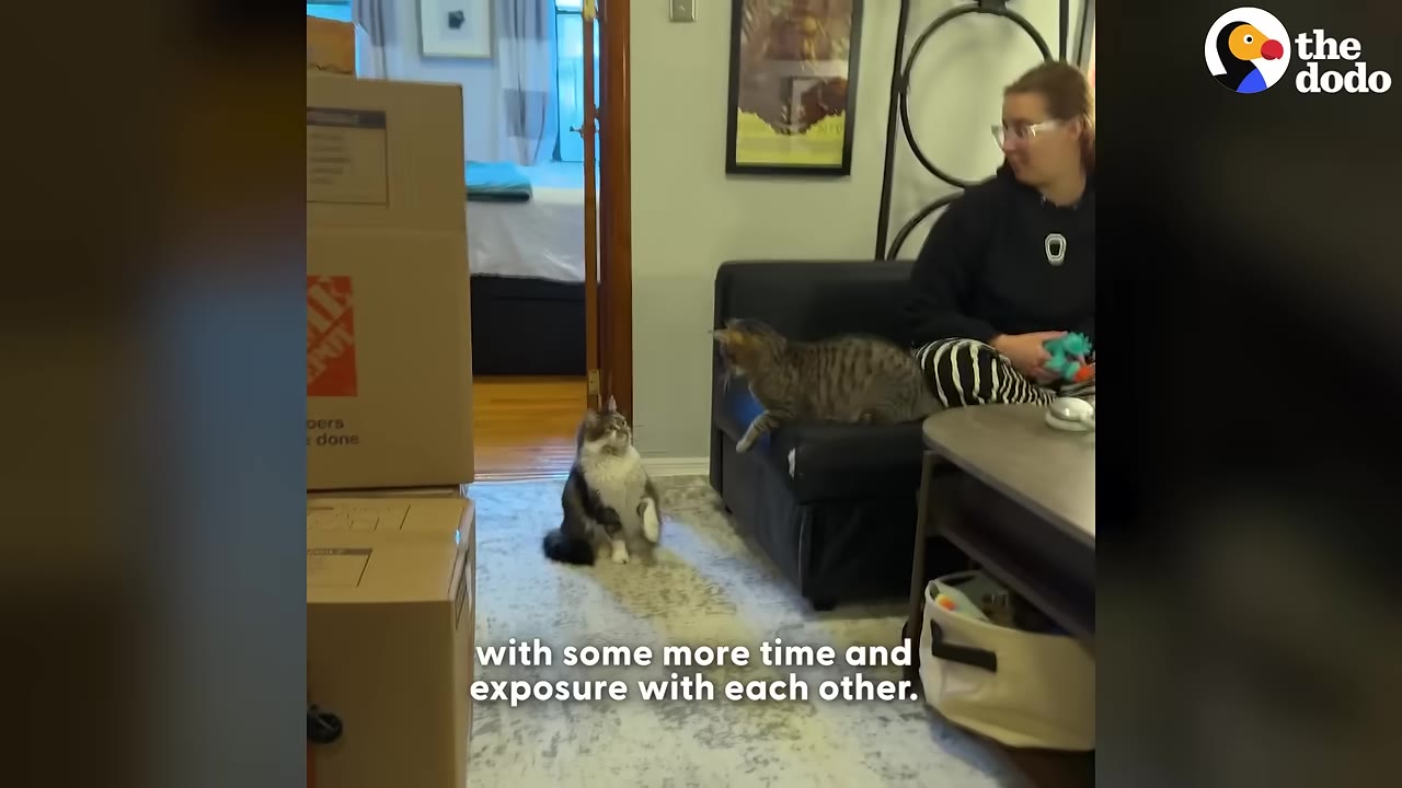 A woman sits on a couch watching two cats interact in a living room with cardboard moving boxes nearby.
