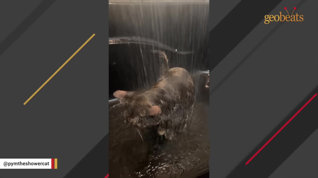A wet cat stands under a stream of running water inside a shower.