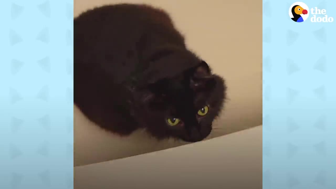 A fluffy black cat with bright green eyes looks up from inside a white container.