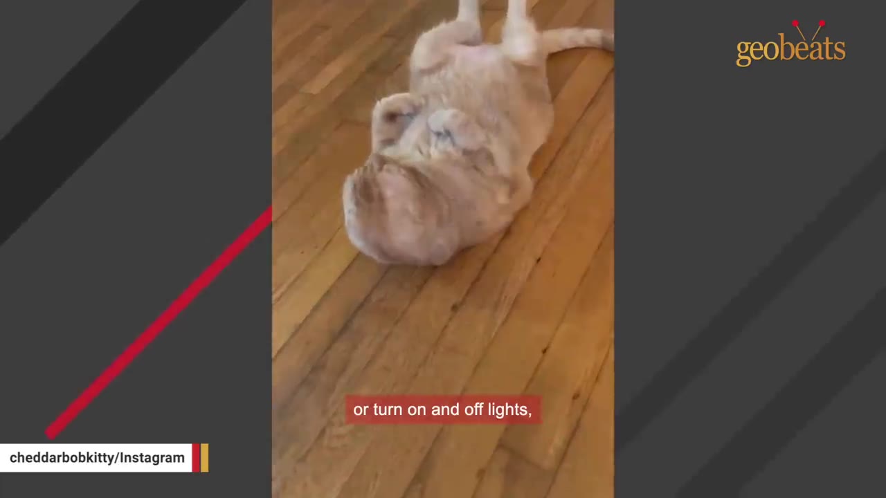 An orange tabby cat named Cheddar Bob lies on his back on a wooden floor.
