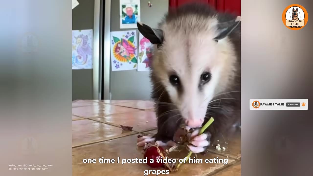 A close-up shot of a pet opossum on a tiled kitchen counter, holding a cherry stem with its paws.
