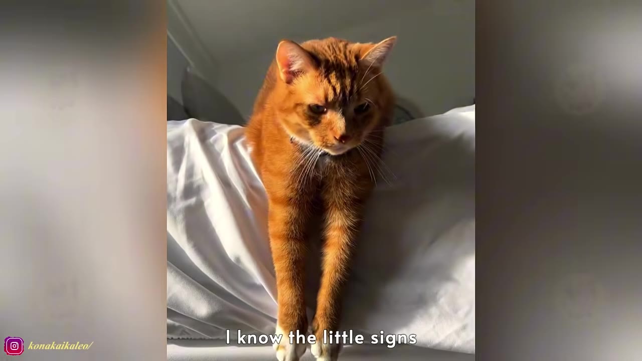 An orange cat sitting on a white pillow, looking down with its front paws stretched out, with the text 'I know the little signs' displayed at the bottom.