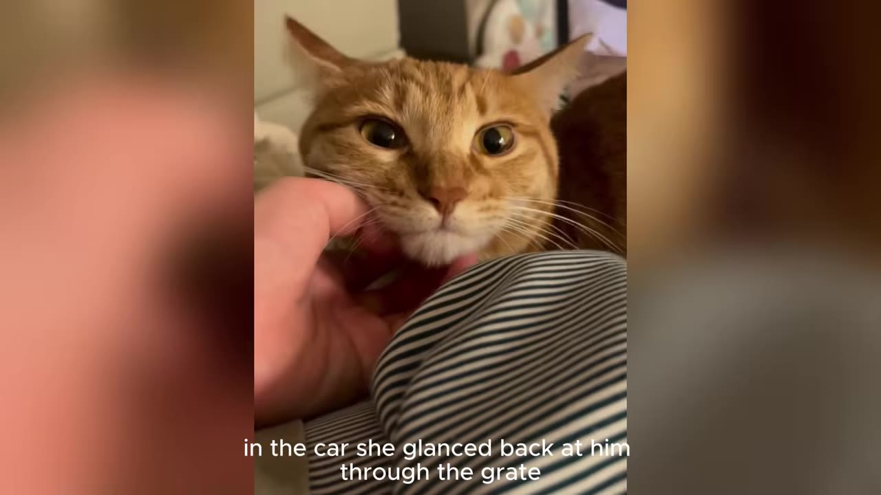 An orange tabby cat being gently petted under the chin by a person's hand inside a car.