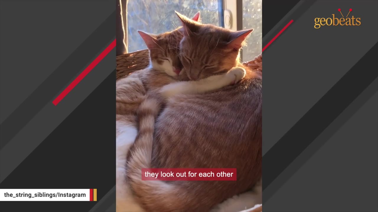 Two orange and white cats cuddling closely together in a sunny spot, with one wrapping its paw around the other.